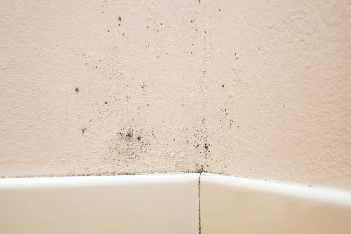 Schimmelsanierung und Ursachenbehebung